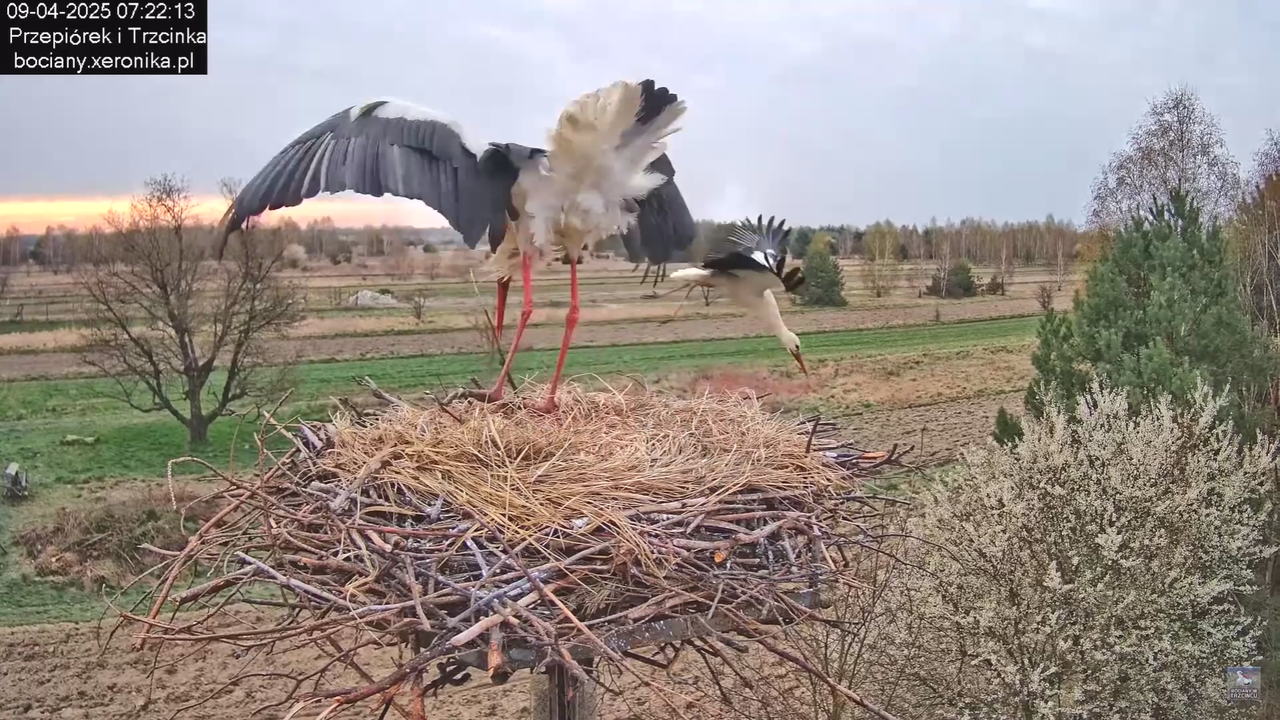 09042025bociany_30