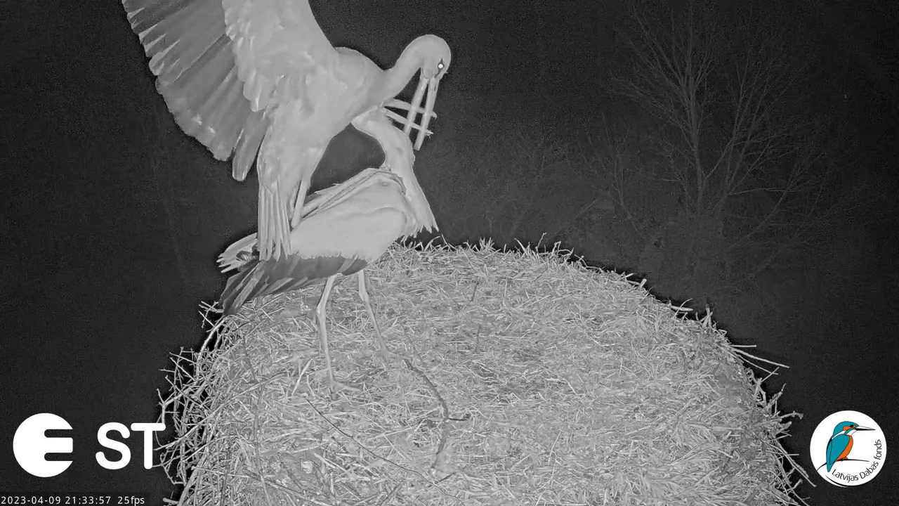 Baltie stārķi (Ciconia ciconia) Tukuma novadā - LDF tiešraide __ White storks in Tukums, Latvia 14-5