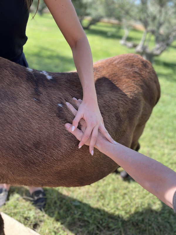 horsetherapy14
