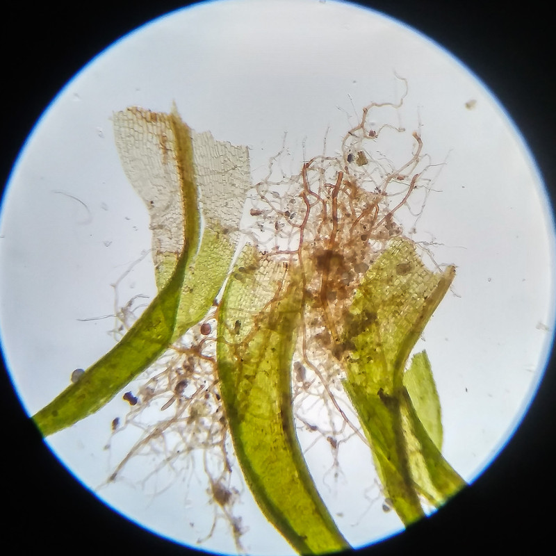 IMG 20250617 123837 HDR