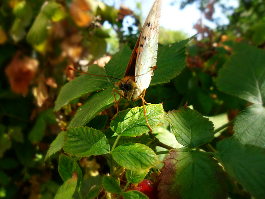 a4a060d9-ba3e-46ba-a8b4-61058ad6ff08 - копия