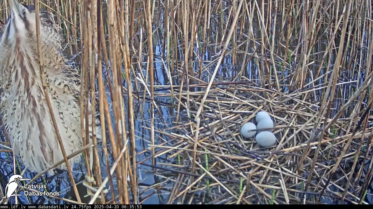 LDF Lielais dumpis (Botaurus stellaris) Zemītes pagastā 7-52-28 screenshot