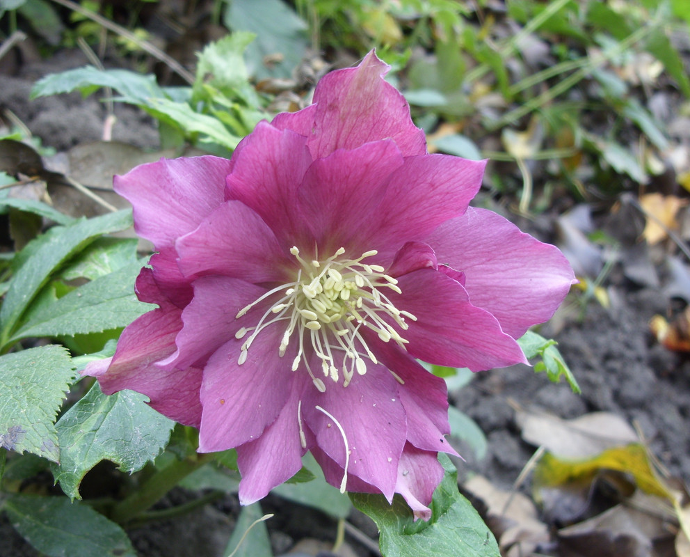 SDC11370