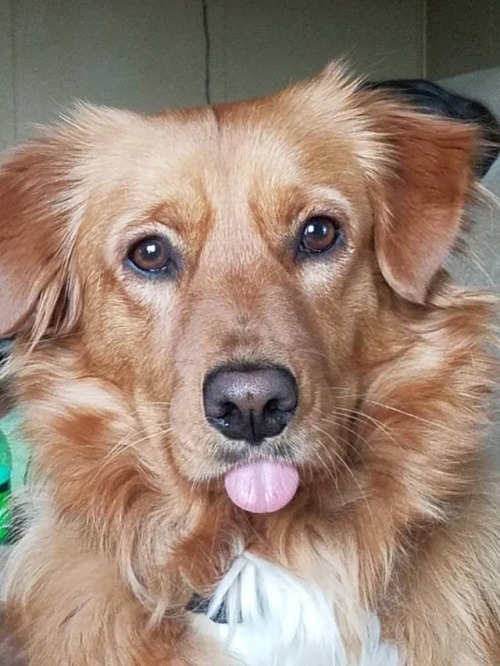 Dogderp-pid66x-Avb-B1ugcziko1-500.jpg
