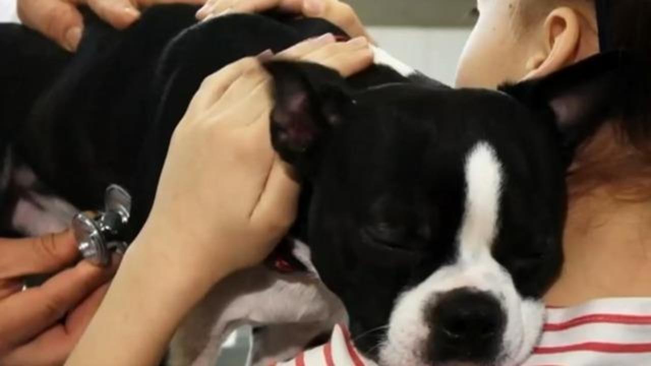 Identifican enfermedad misteriosa que mató a docenas de perros en Michigan