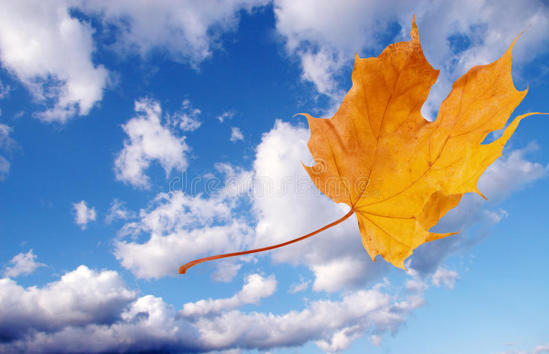 [Image: foglia-di-acero-di-autunno-di-volo-10772176.jpg]