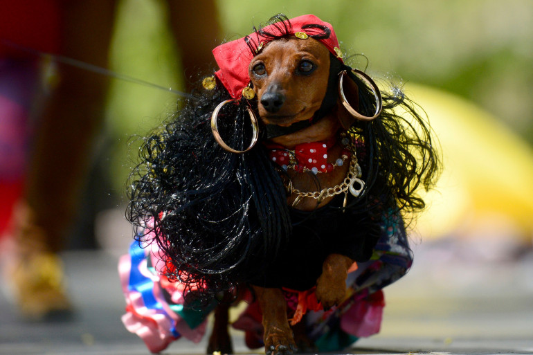 [Image: teckel-costume-en-gitane-a-saint-petersbourg.jpg]