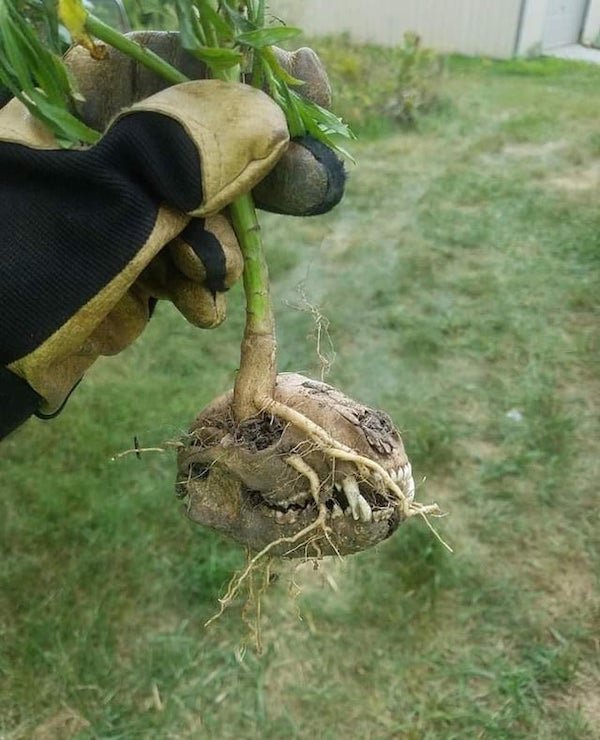 Nature-7
