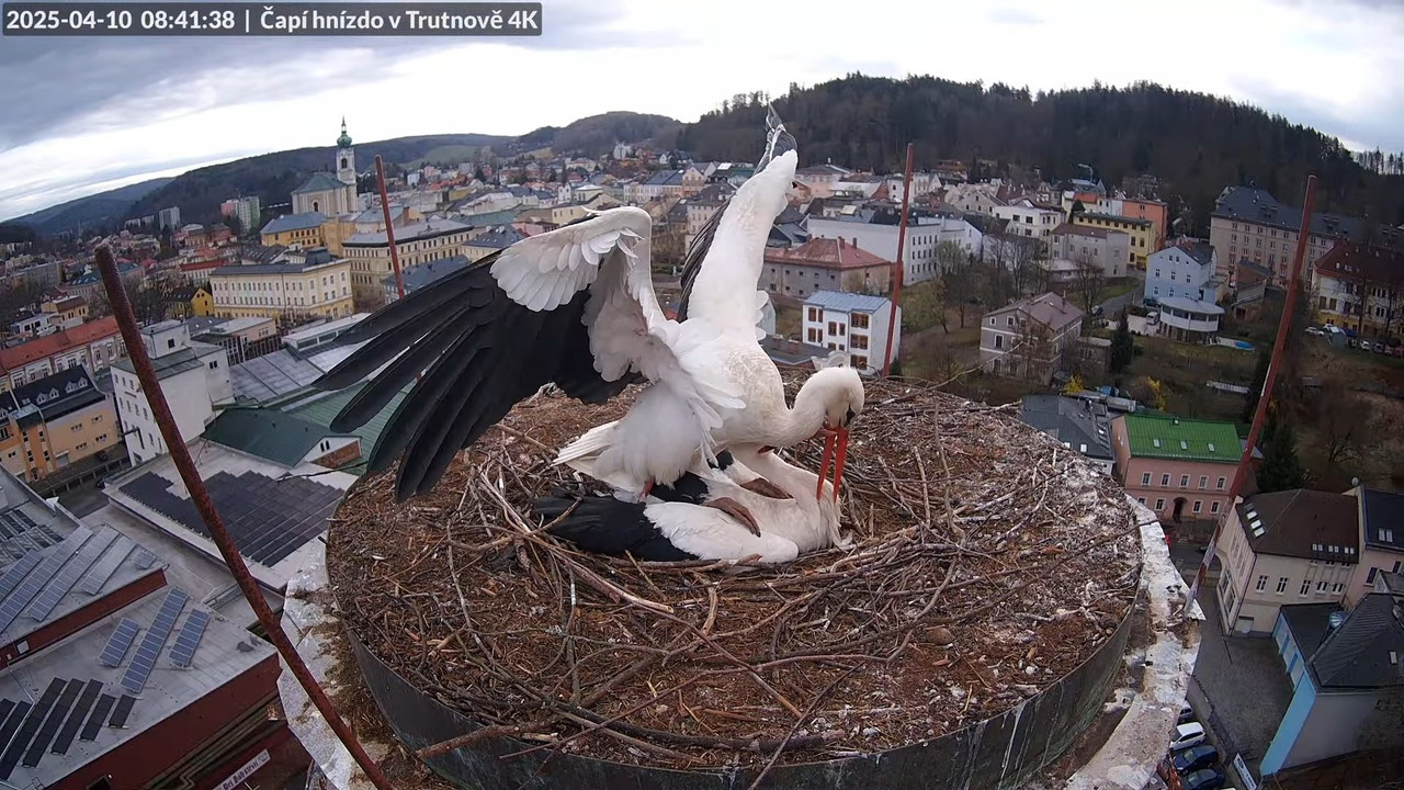 Živě z čapího hnízda na pivovarském komíně v Trutnově 11-10-1 screenshot