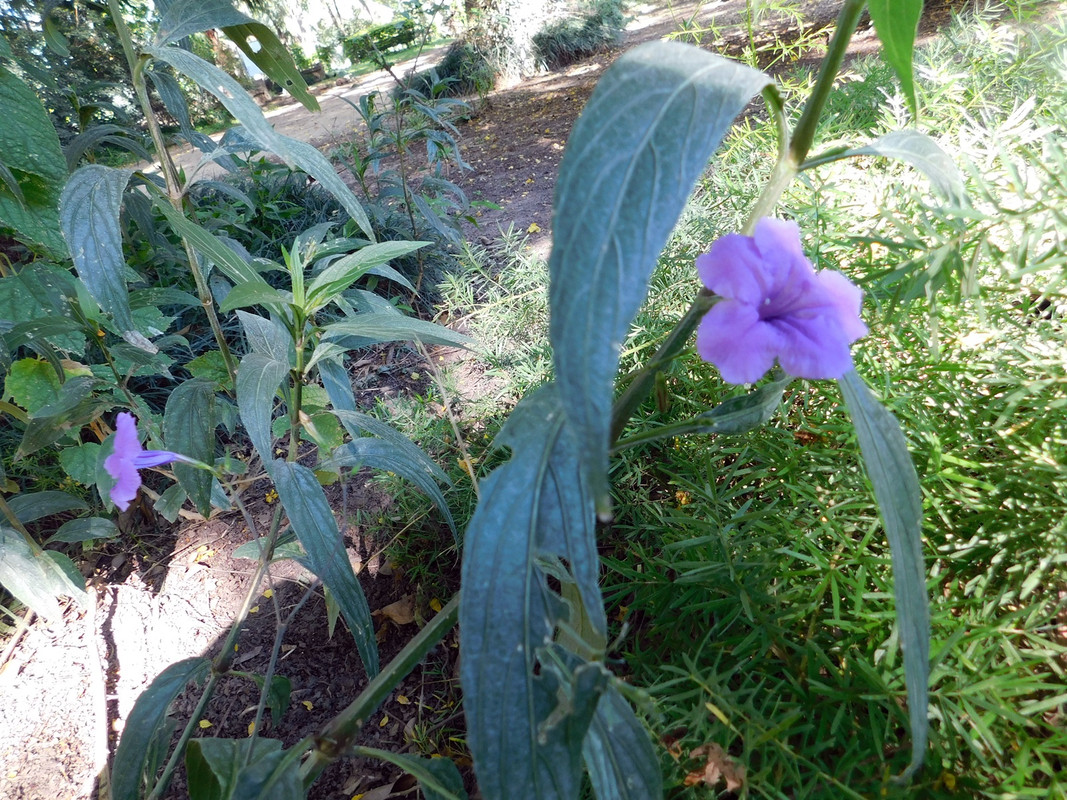 DSCN5661.jpg
