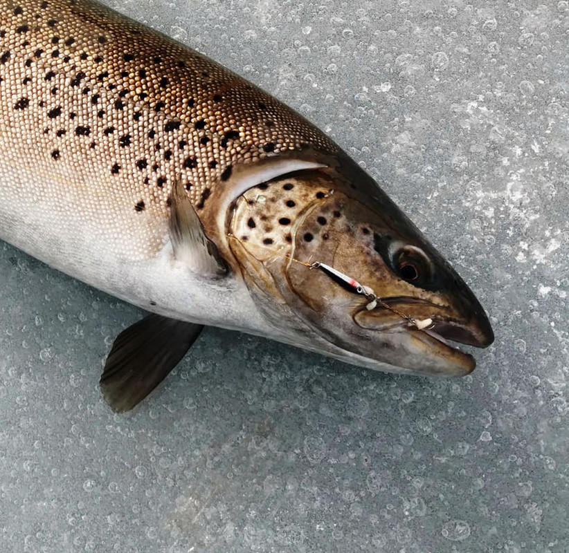 pike1229c