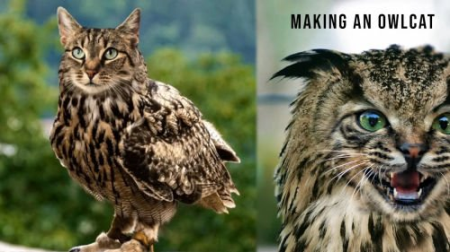 How to make an Owlcat in Adobe Photoshop