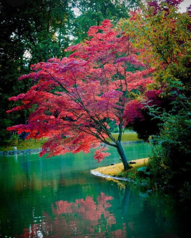 Screenshot_20240218_205645_Pinterest