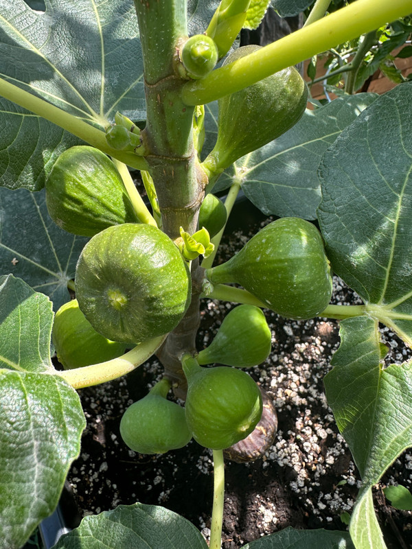 figs-465.jpg