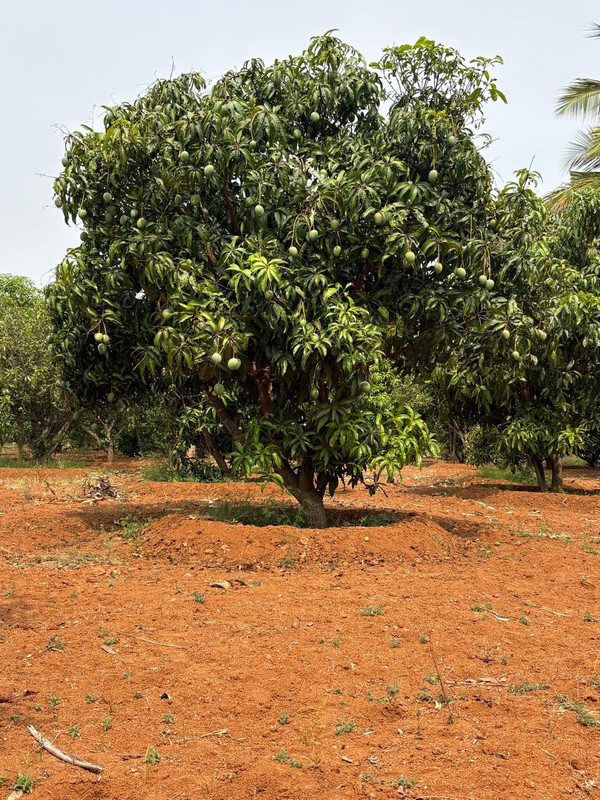 Alphonso Mango Tree