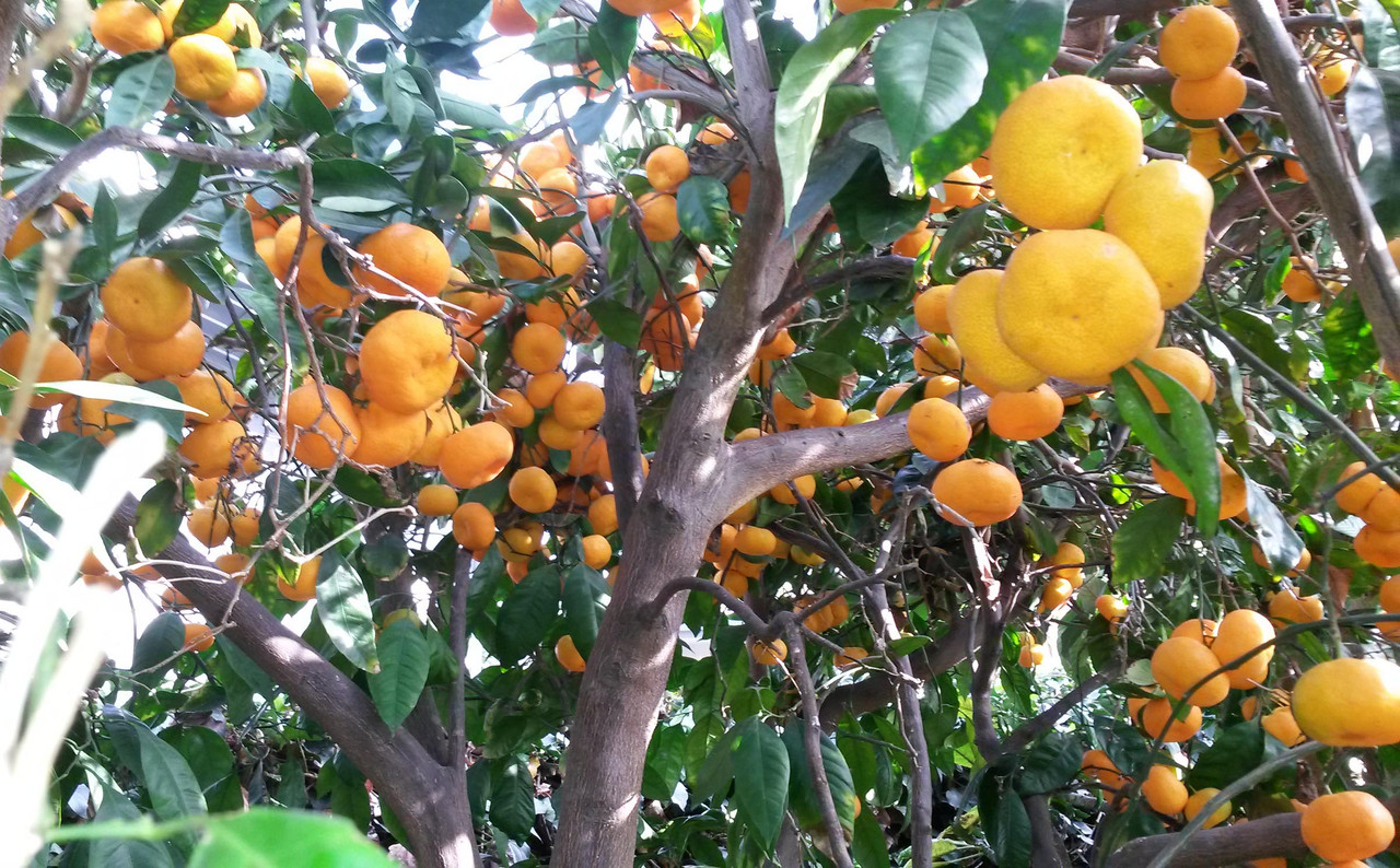 Mas-Sat-pic4(12-4-21)