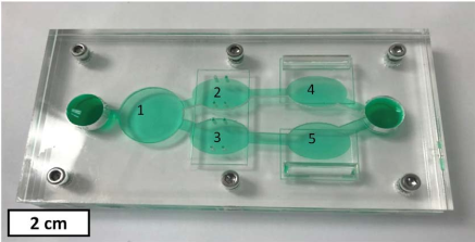 新型多器官芯片系统_2