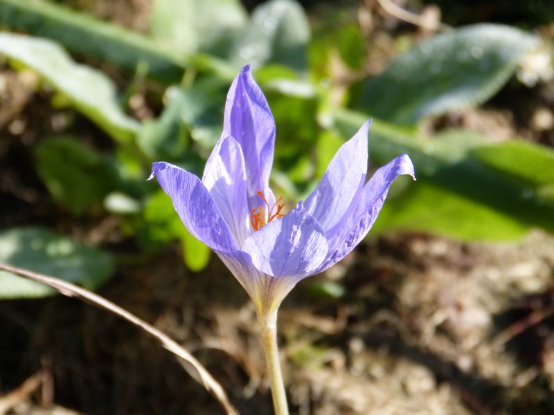2014-11-01 Novemberblüten 2