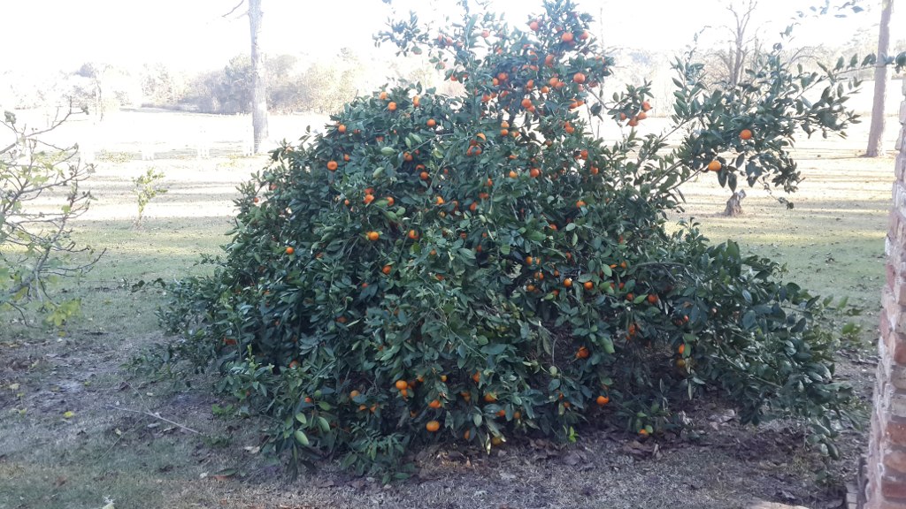 owari-satsuma-dec2016