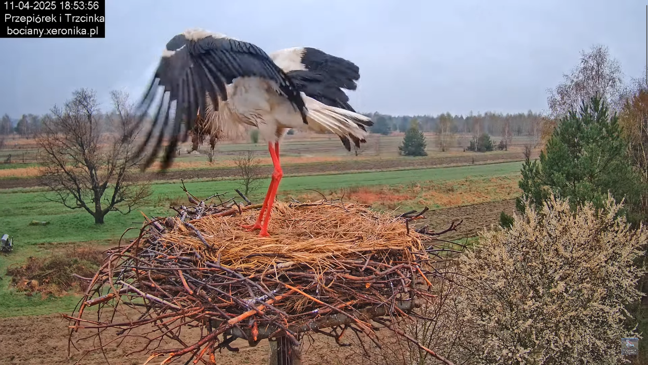 11042025bociany13