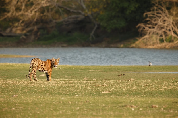 Kabini - 154 km from Bangalore