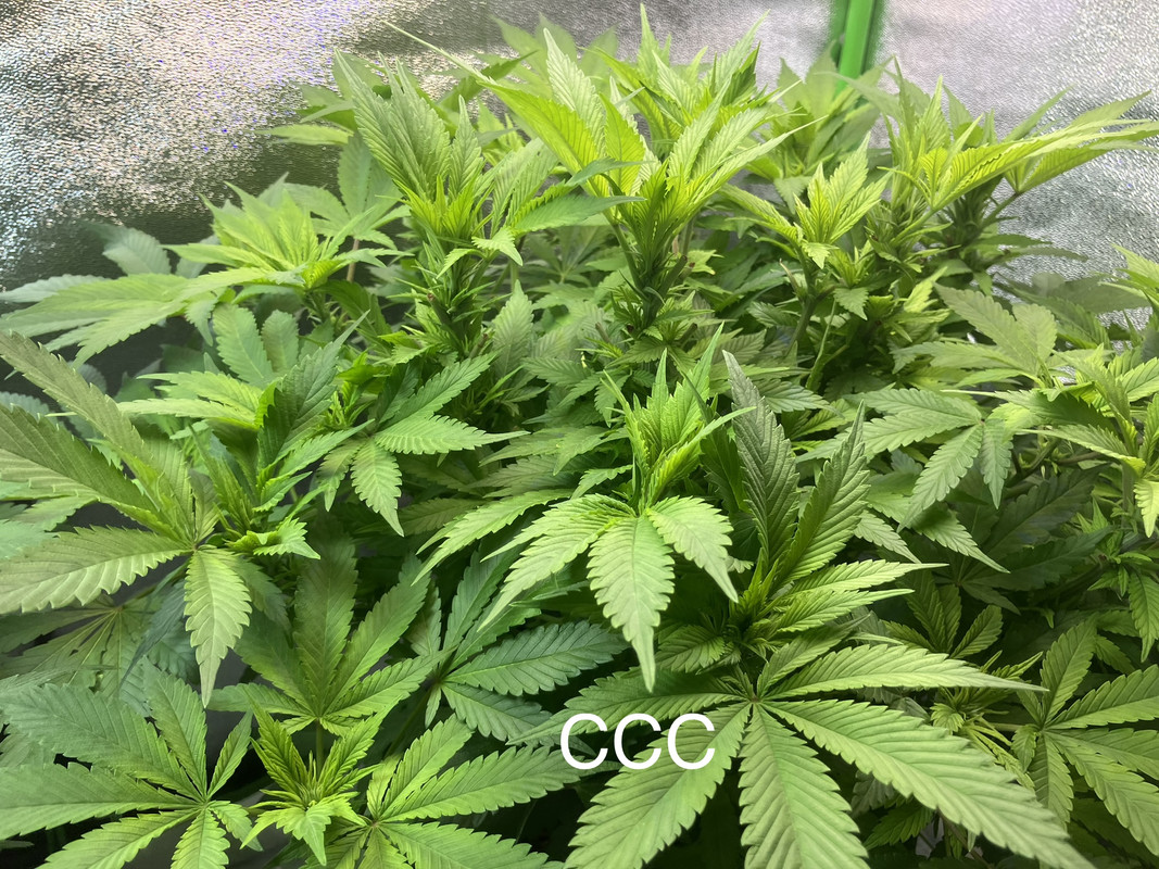 FA3B88C6-4944-49AF-A9AE-E65BAEF802CC