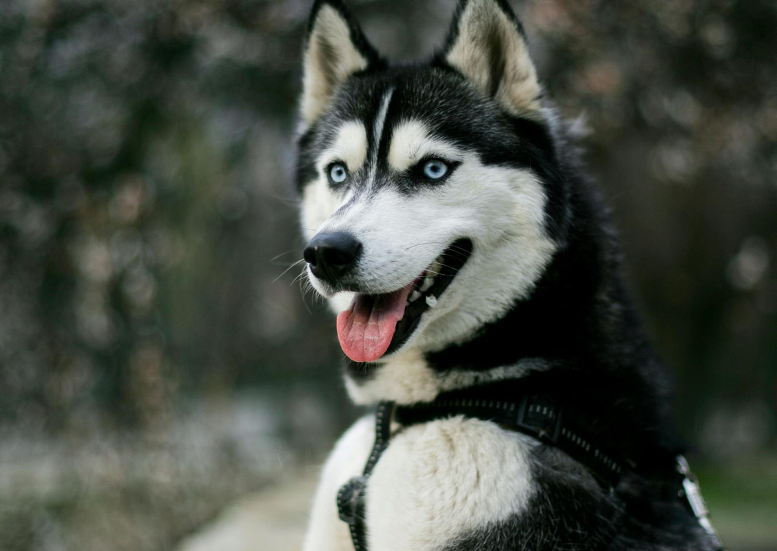Husky Sibérien