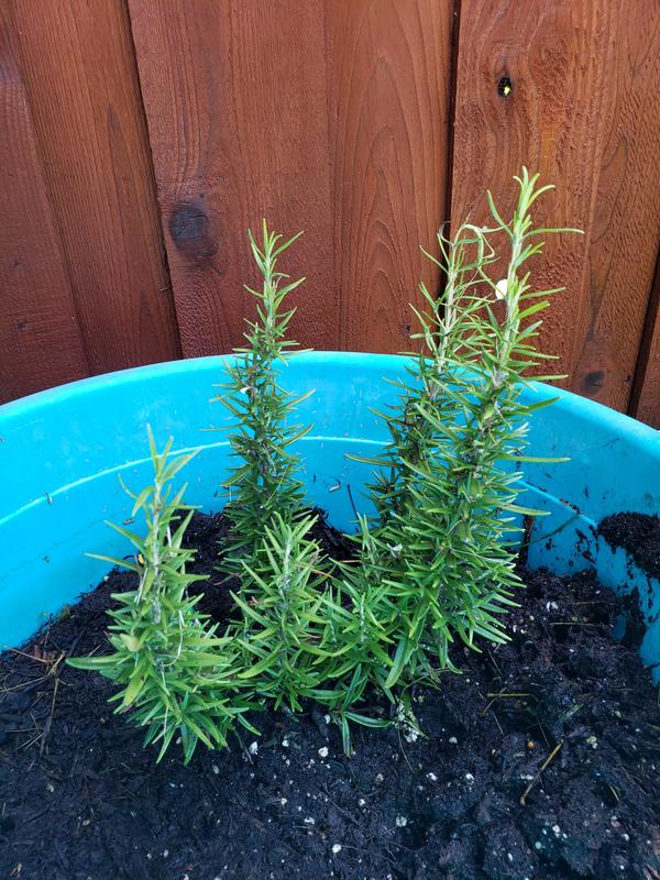 [Image: 20190620-132216.jpg]