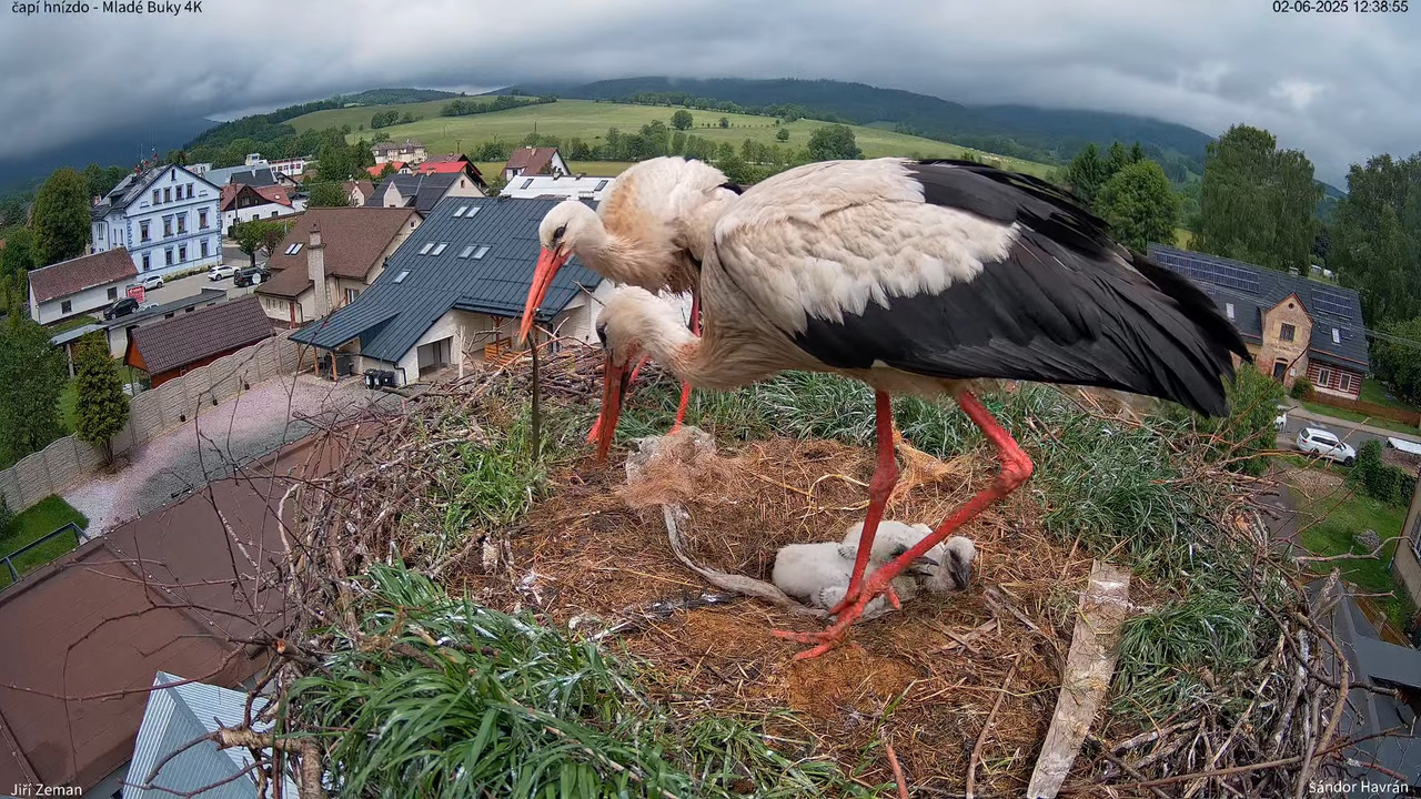 Tiešraides kamera — Mladé Buky — stārķa ligzda 4K 11-28-0 screenshot