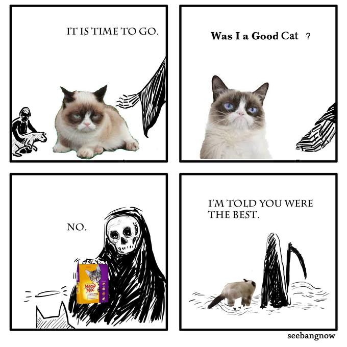 Cat-meme.jpg