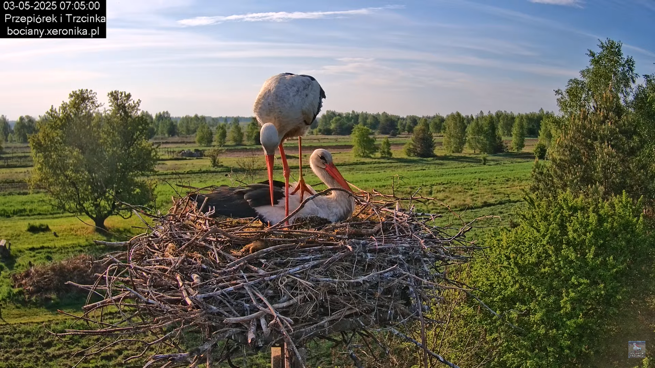 03052025bociany7