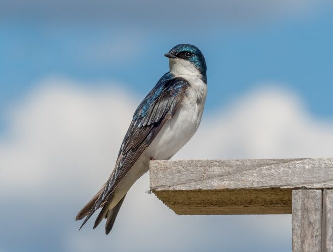 Some of the First Spring Birds to Arrive