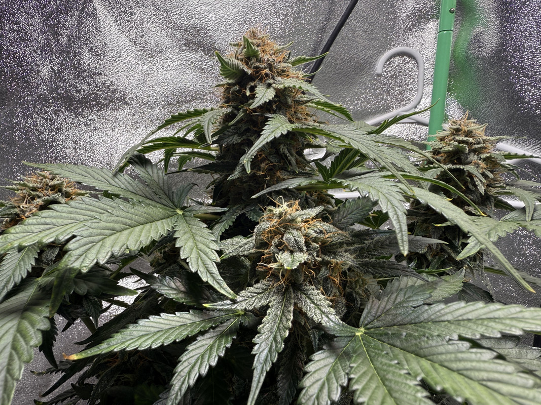 8E6F8982-3DF5-496F-A348-F2219CD8318B