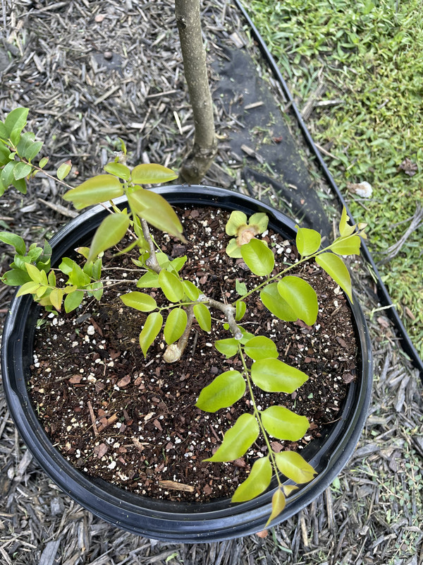 0B7993DC-D232-4DE3-A1AE-12633098A628