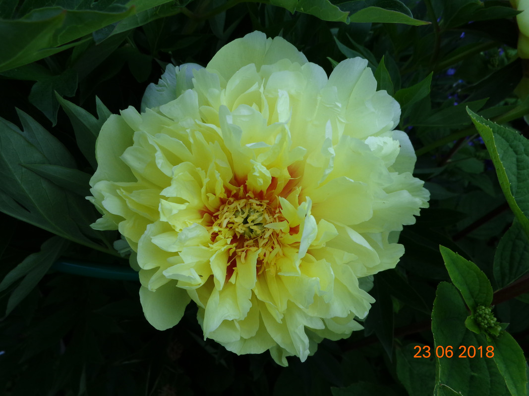 бардцелла крупно