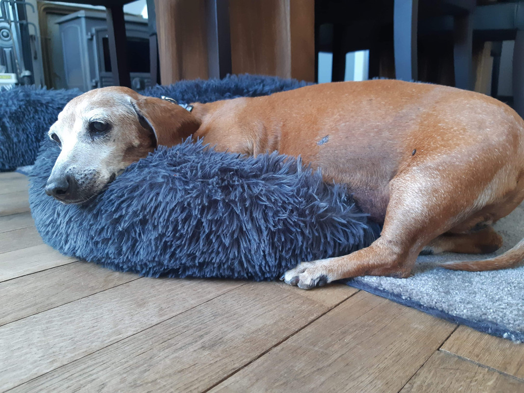 [Image: C6-C5329-A-6961-4-D0-B-9-A84-5-CDBDB344-F99.jpg]