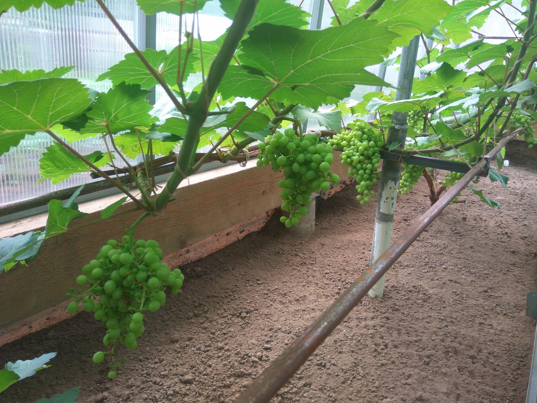 Эстер (R-65)(фото от 11.07.2018).