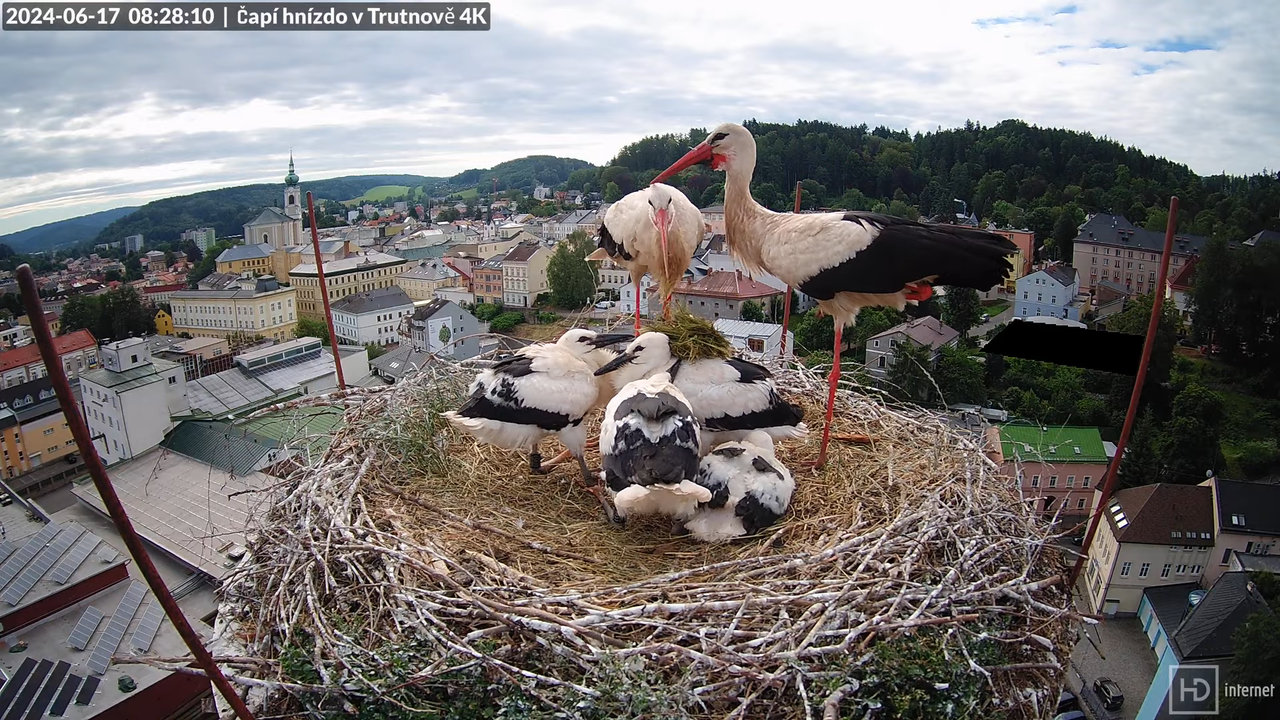 Tiešraidē no stārķa ligzdas uz alus darītavas skursteņa Trutnovā 13-35-25 screenshot
