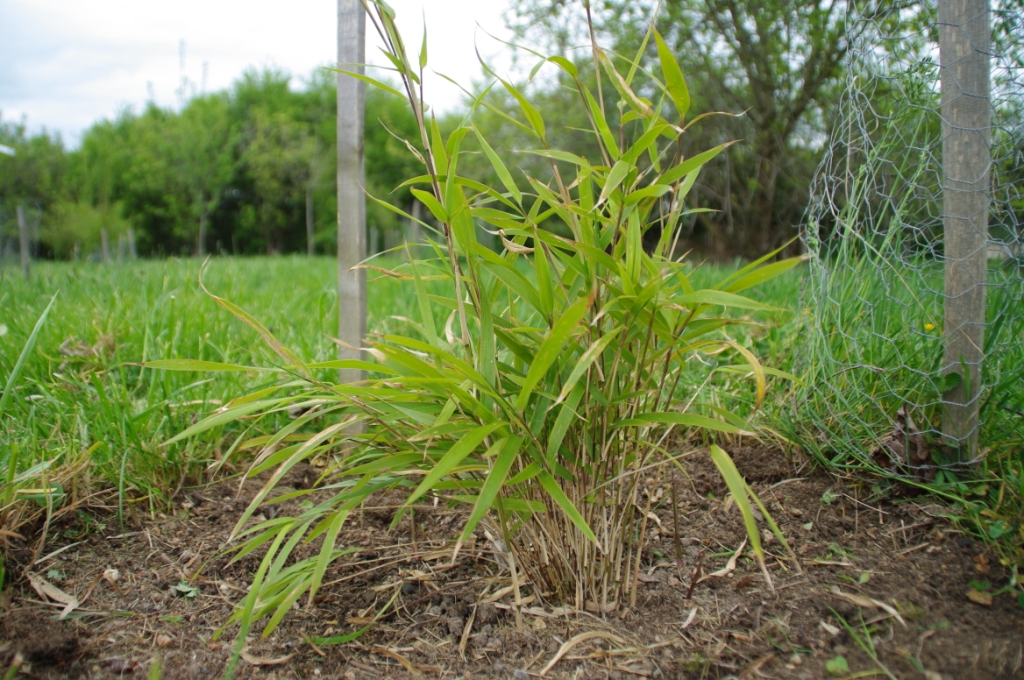 Yushania linearis comp(1)