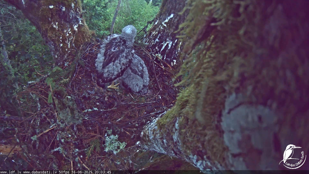 Melnās klijas (Milvus migrans) Kurzemē_ peļu klijāni (Buteo buteo) 10-43-5 screenshot