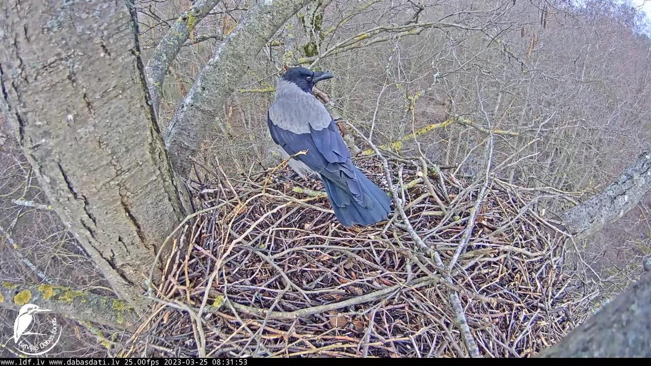 Vistu vanags (Accipiter gentilis) Rīgā - LDF tiešraide __ Goshawks, Riga, Latvia 9-17-23 screenshot
