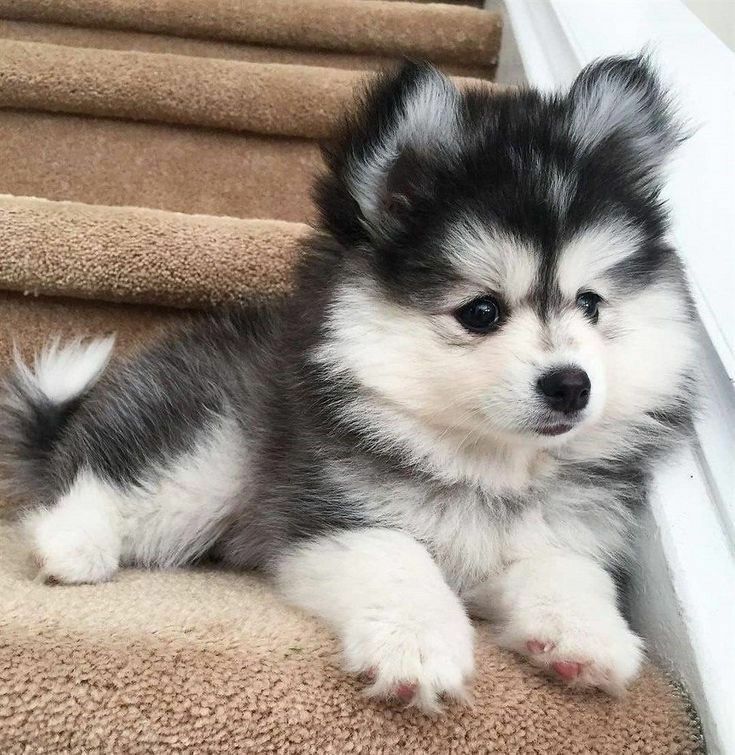 Dogbaby-Husky8d9dfcde28301e51.jpg