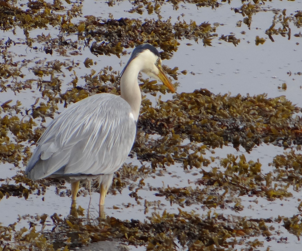 HERON 8