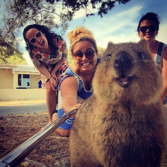 quokka-selfies-26