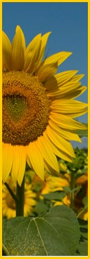 Sunflower-R.jpg