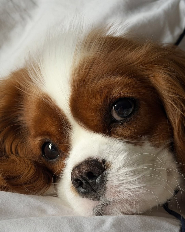 dogcloseup-45419c594b07fb5ad5fd4d655320e64a-fd79ee76-1280.jpg