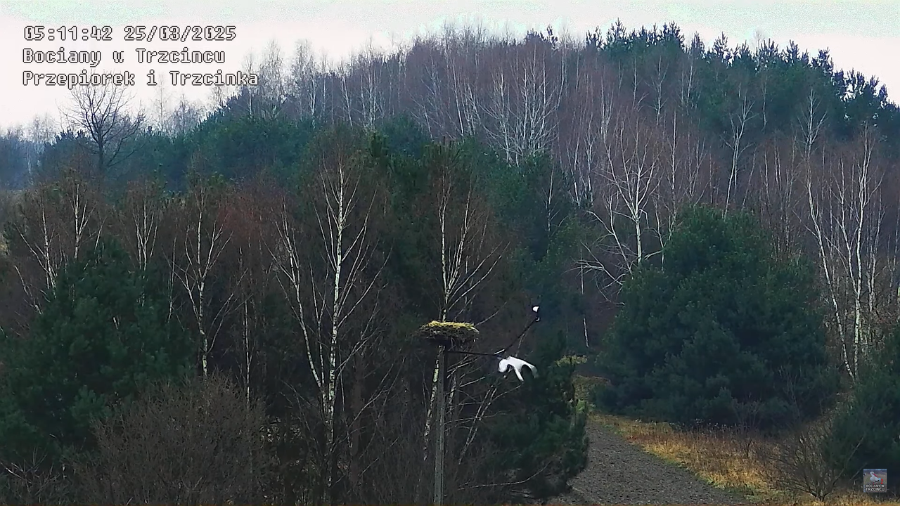 25032025bocian10