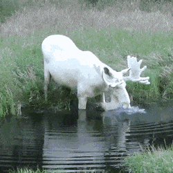 GIFs-15