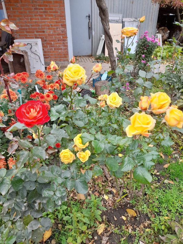 Изображение WhatsApp 2024-11-06 в 11.12.00_093d1568