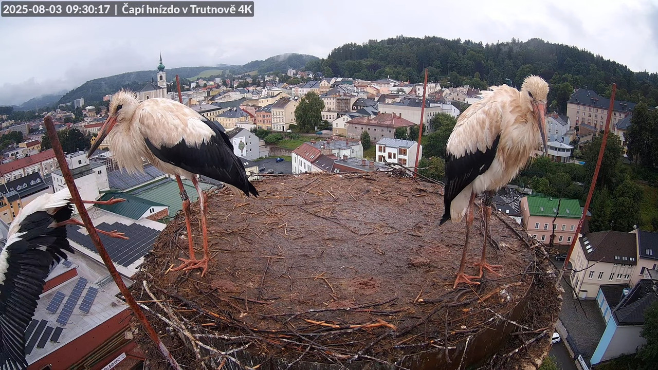 Tiešraide no stārķa ligzdas uz alus darītavas skursteņa Trutnovā 11-17-58 screenshot